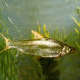 細鱗鯝(板黃魚) 細鱗鯝(板黃魚)