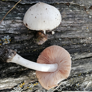 灰小包腳菇
