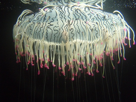 漂浮的花笠水母
