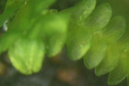 異鱗苔屬 異鱗苔屬
