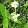 河鳧茈 河鳧茈