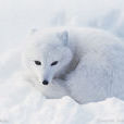 FOX(狐狸的英文名稱)