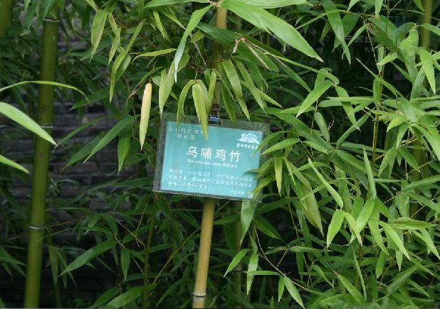 綠桿烏哺雞竹種源ZP-55