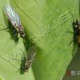 豌豆潛蠅 豌豆潛蠅