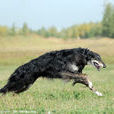 獵狗(追獵用類犬) 獵狗(追獵用類犬)