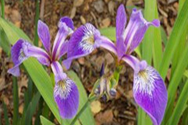 Iris versicolor