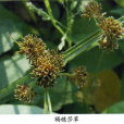 褐穗莎草 褐穗莎草