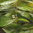 嶺南山茉莉 嶺南山茉莉