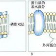 胞質膜