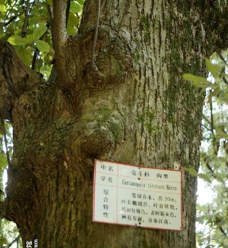 鉤栲LF-10 鉤栲LF-10