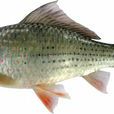 縱帶紋唇魚 縱帶紋唇魚