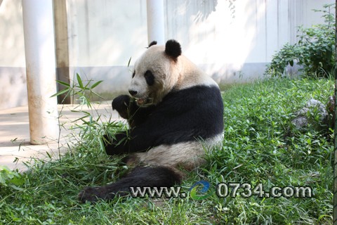 大熊貓“龍騰”