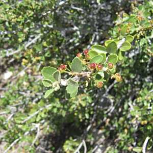 Ceanothus pauciflorus