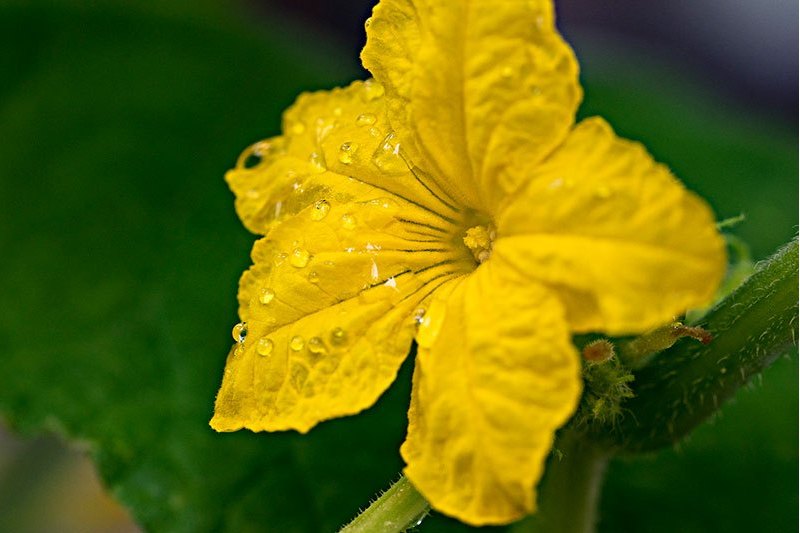 XJ黃花-006 XJ黃花-006
