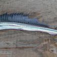 長吻帆蜥魚 長吻帆蜥魚
