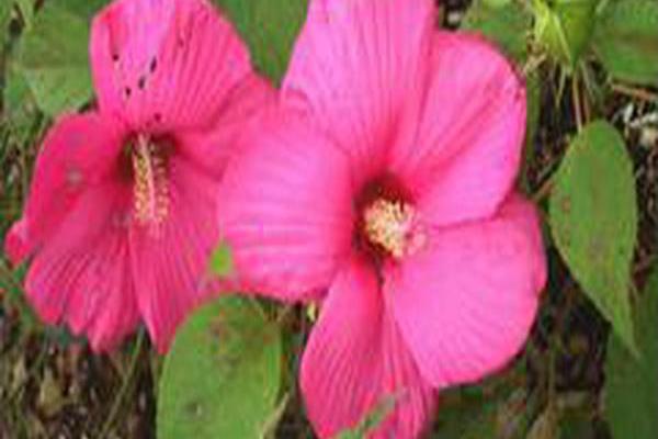 Hibiscus moscheutos \x27Scallopini\x27