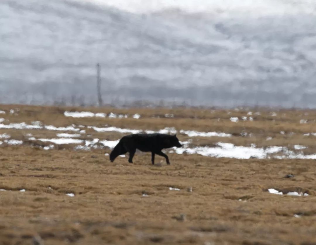 中國三江源地區首次拍攝到黑狼