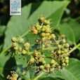 關黃柏 關黃柏