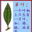 單葉 單葉