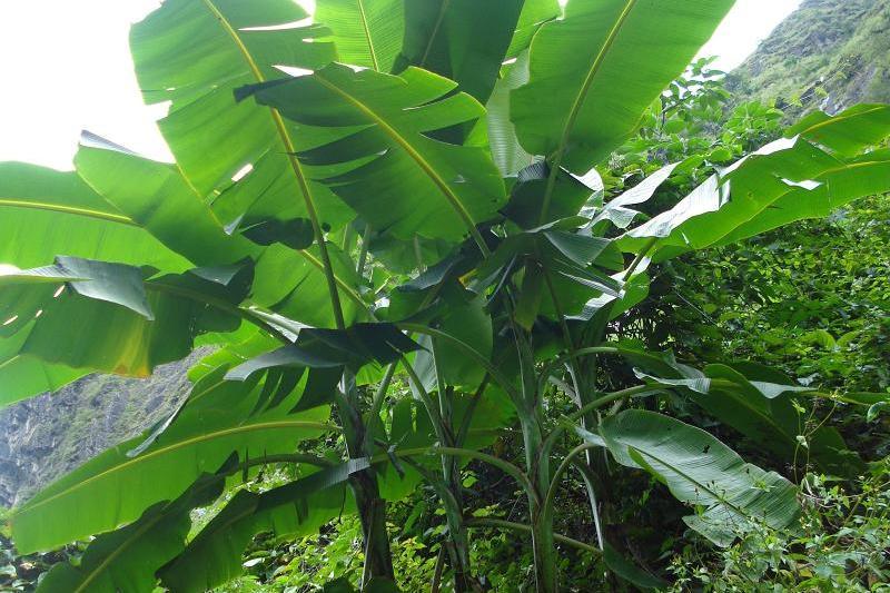 蘭嶼芭蕉 蘭嶼芭蕉
