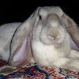英種垂耳兔