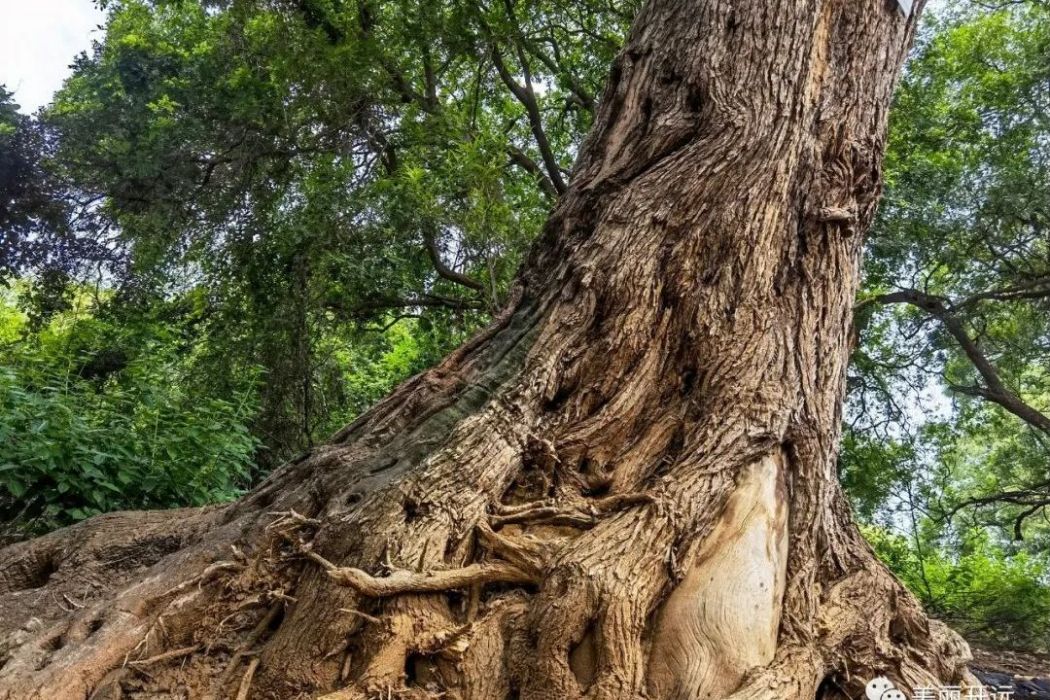 苦欖木目 苦欖木目
