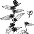 筐條菝葜 筐條菝葜