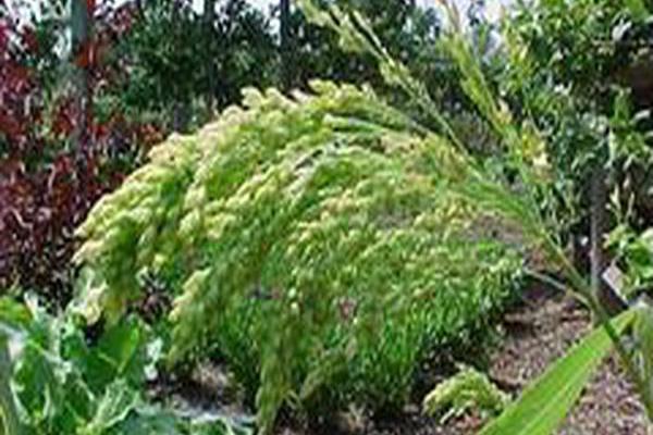 Panicum miliaceum Panicum miliaceum