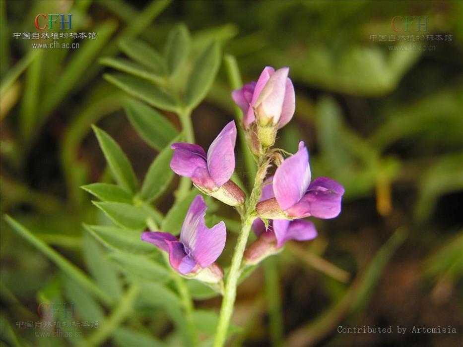 黑毛棘豆 黑毛棘豆