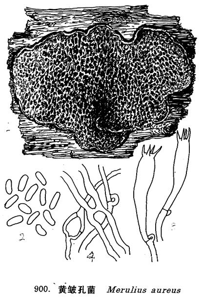 黃皺孔菌