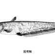 昆明鮎 昆明鮎