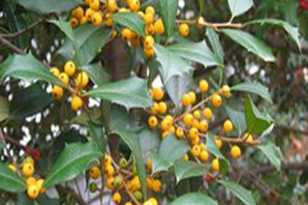 Ilex opaca \x27Canary\x27 Ilex opaca \x27Canary\x27