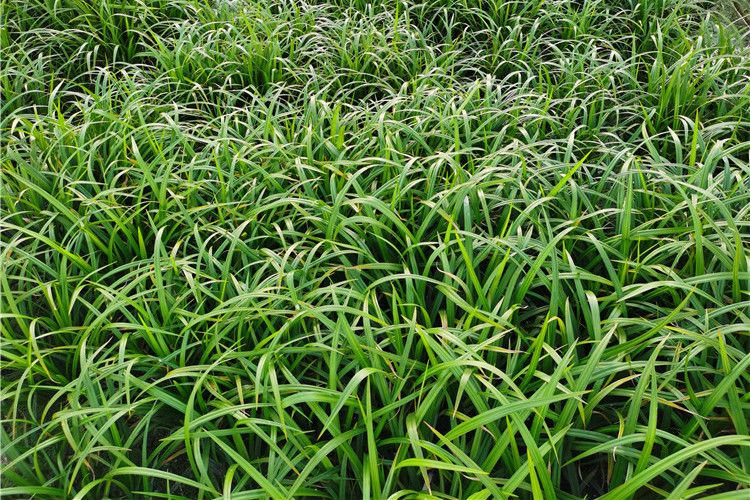 上海苔草 上海苔草
