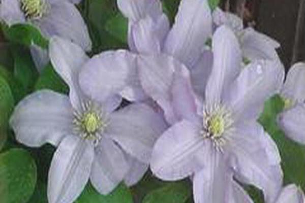Clematis \x27Silver Moon\x27