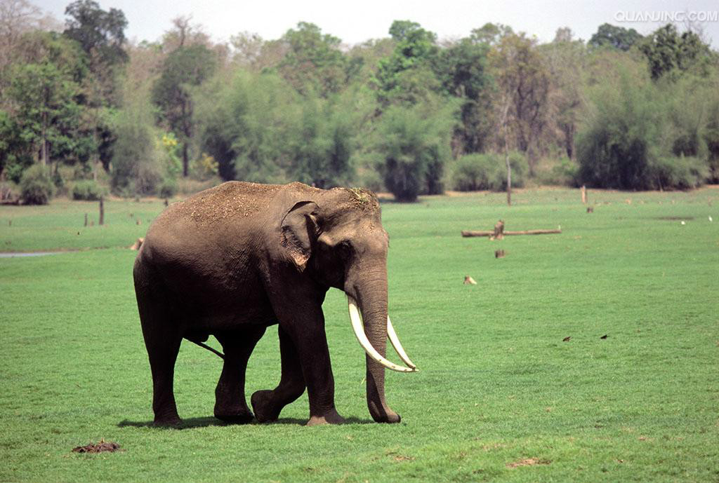 亞洲象印度亞種