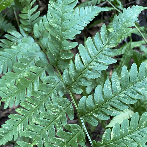 Dryopteris celsa