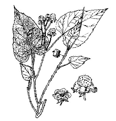 太平莓(圖2)