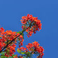 鳳凰花(花名) 鳳凰花(花名)