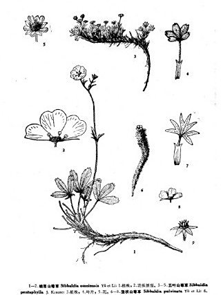 五葉藏莓草 五葉藏莓草