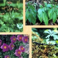擬耬斗菜屬 擬耬斗菜屬