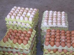 禽蛋產品