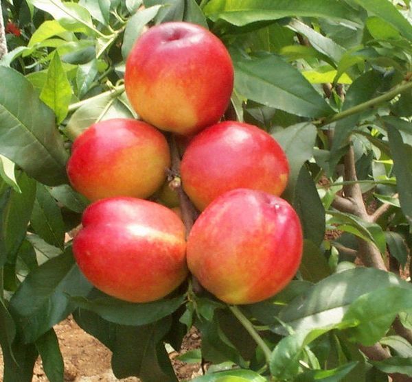 中油11號 中油11號