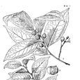密花核果木 密花核果木