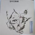 寬葉假脈蕨 寬葉假脈蕨