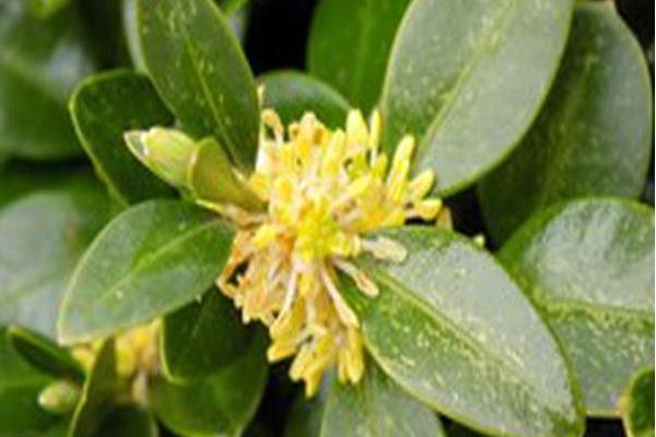 Buxus sempervirens \x27Natchez\x27 Buxus sempervirens \x27Natchez\x27