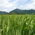 林源坳 林源坳
