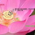 離生雌蕊 離生雌蕊