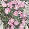 單花報春 單花報春