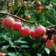 沙果(諸暨花紅) 沙果(諸暨花紅)