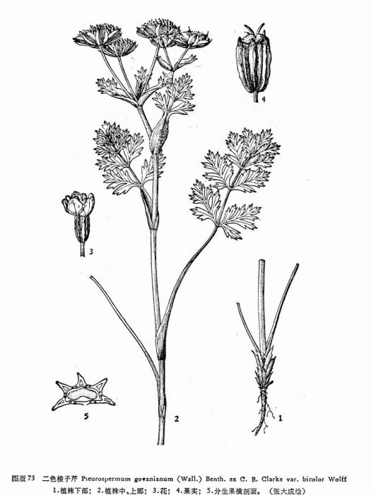 二色稜子芹 二色稜子芹
